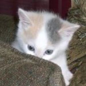 Meet your Posher, Carol